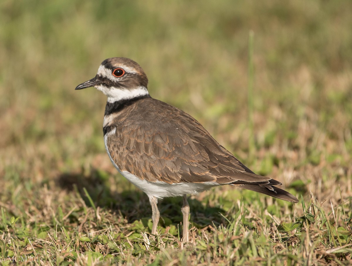 Killdeer - Mary Catherine Miguez