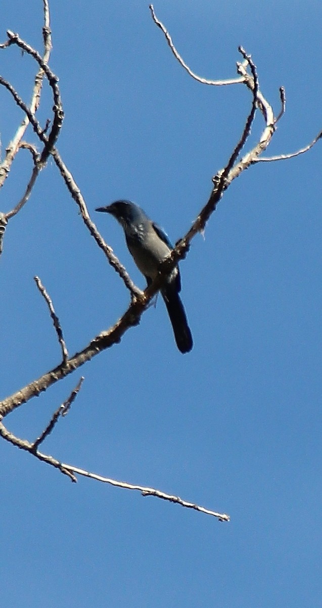 Woodhouse's Scrub-Jay - alison rodgers