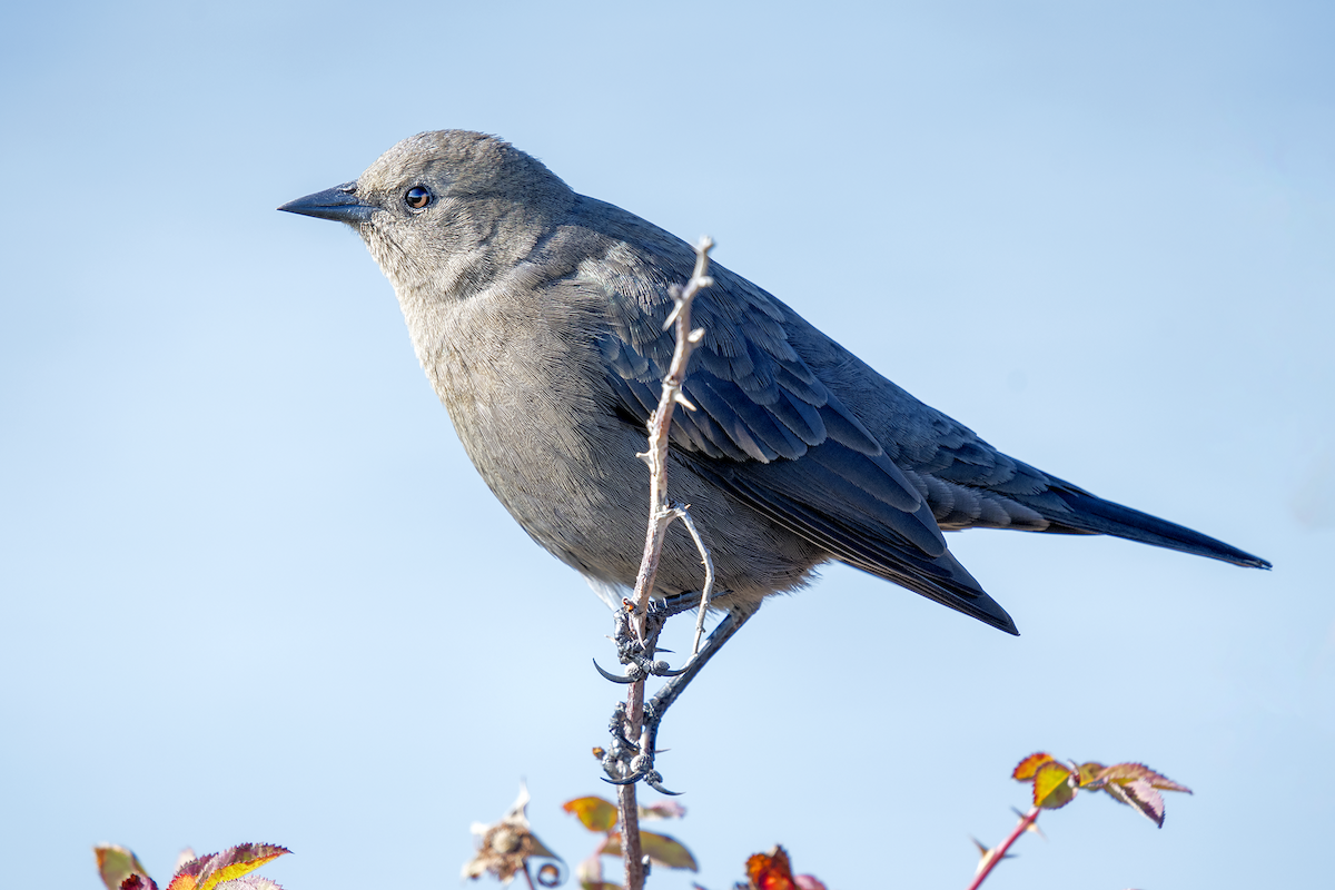 Brewer's Blackbird - ML72207701