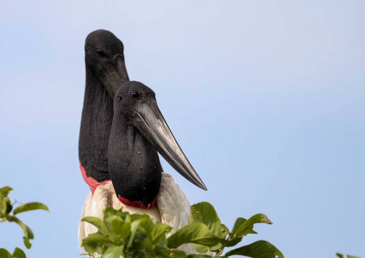 čáp jabiru - ML72210201