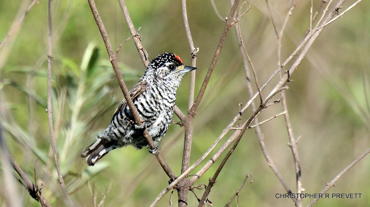 White-barred Piculet - Christopher Rex Prevett