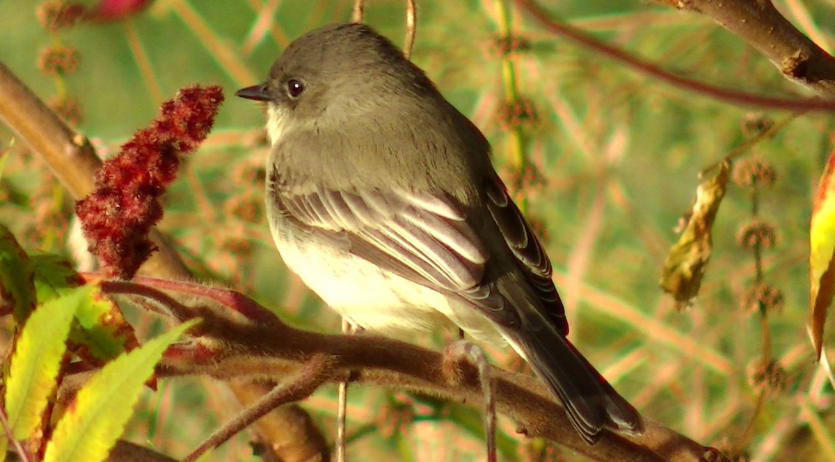 Eastern Phoebe - Lucio 'Luc' Fazio