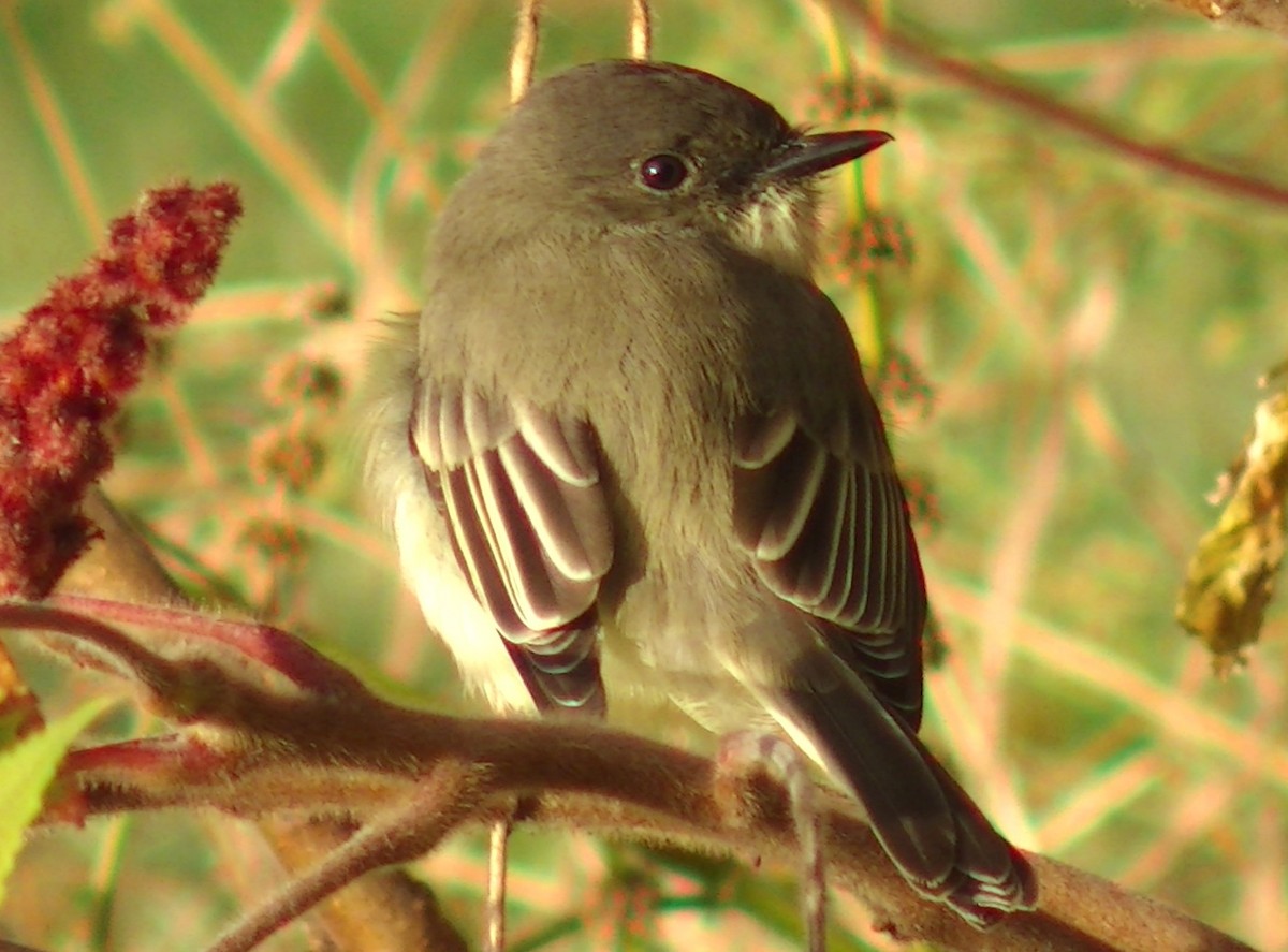 Eastern Phoebe - ML72211631