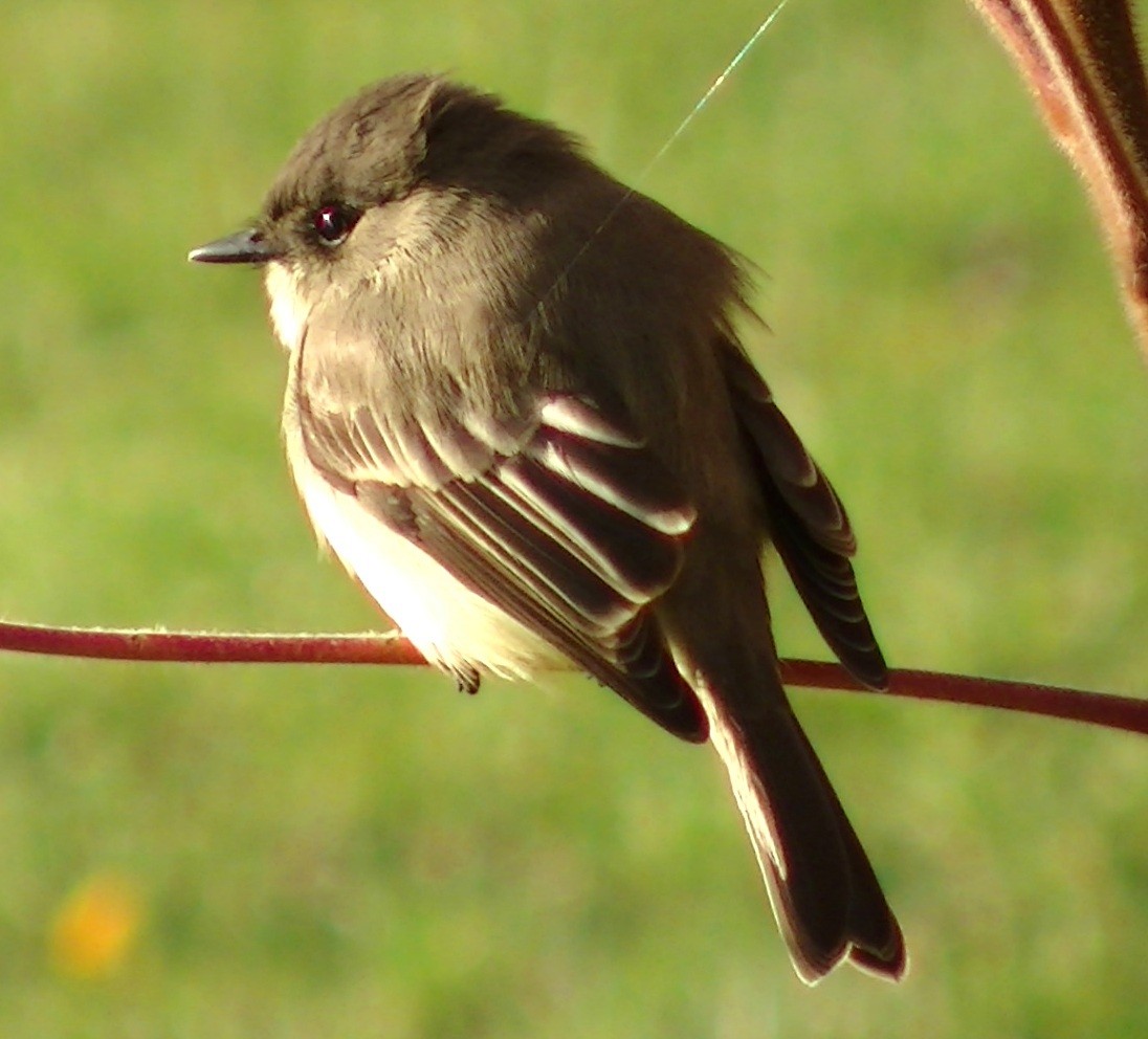 Eastern Phoebe - ML72211651