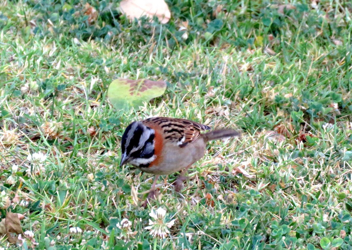 Rufous-collared Sparrow - ML72213561