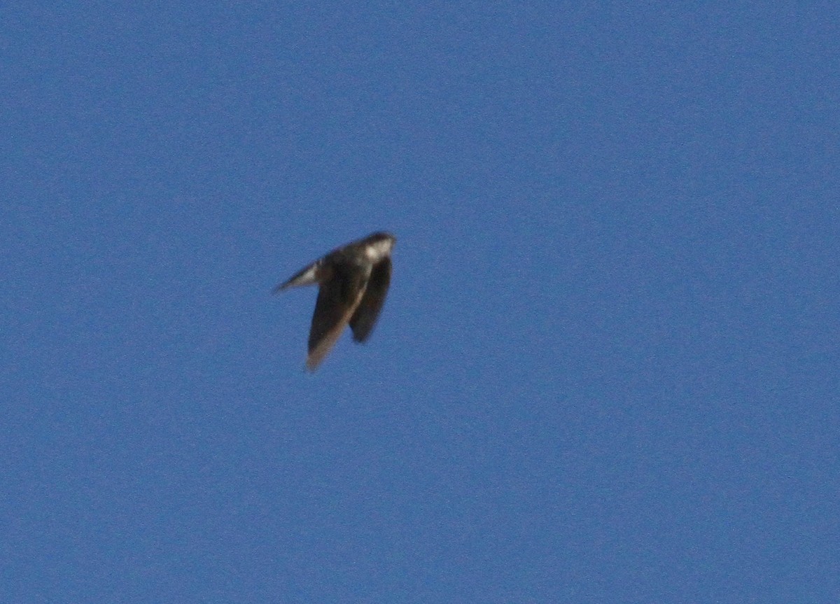 Tree Swallow - Ryan Terrill