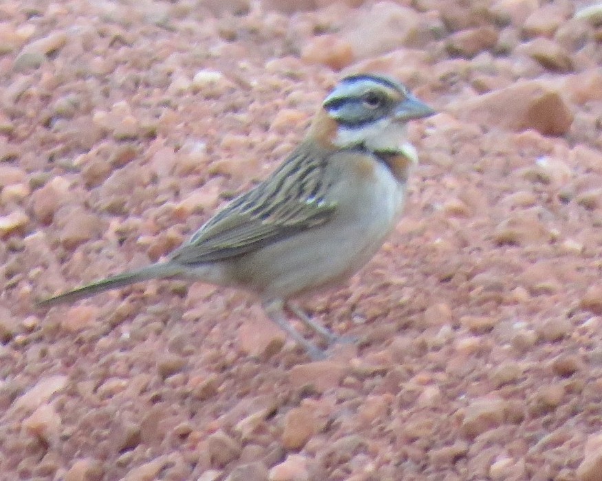 Rufous-collared Sparrow - Jim Moore