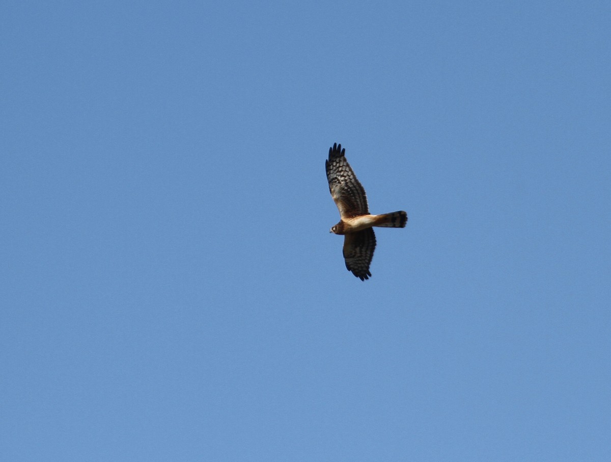 Northern Harrier - Ryan Terrill