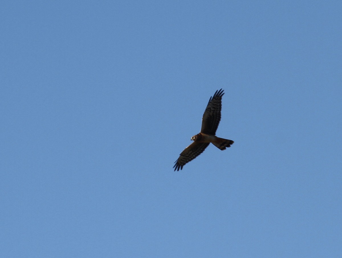 Northern Harrier - Ryan Terrill