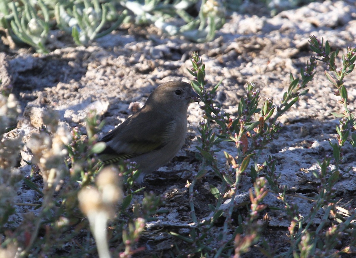 Lawrence's Goldfinch - ML72214891