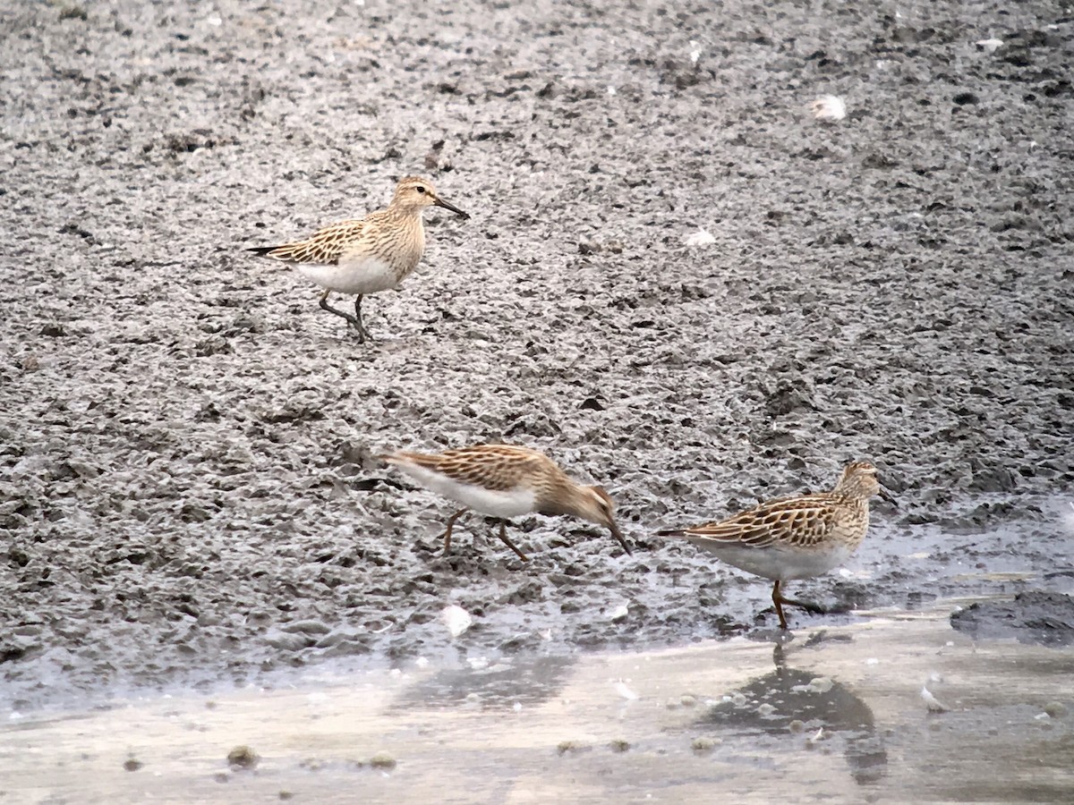 Pectoral Sandpiper - Peyton Cook