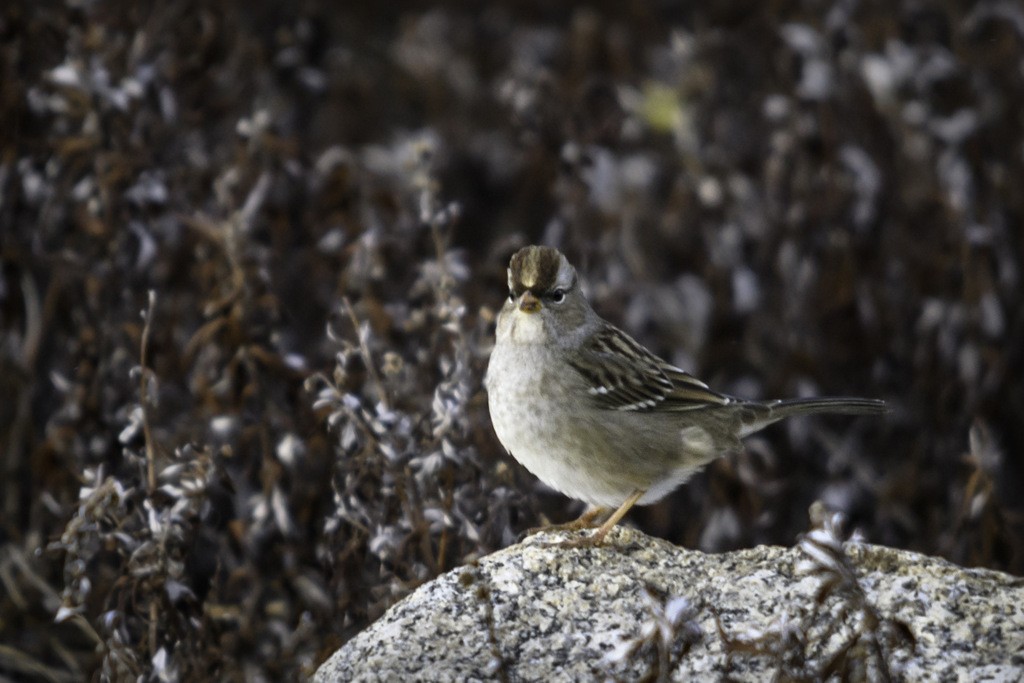 White-crowned Sparrow - Paul Lehman