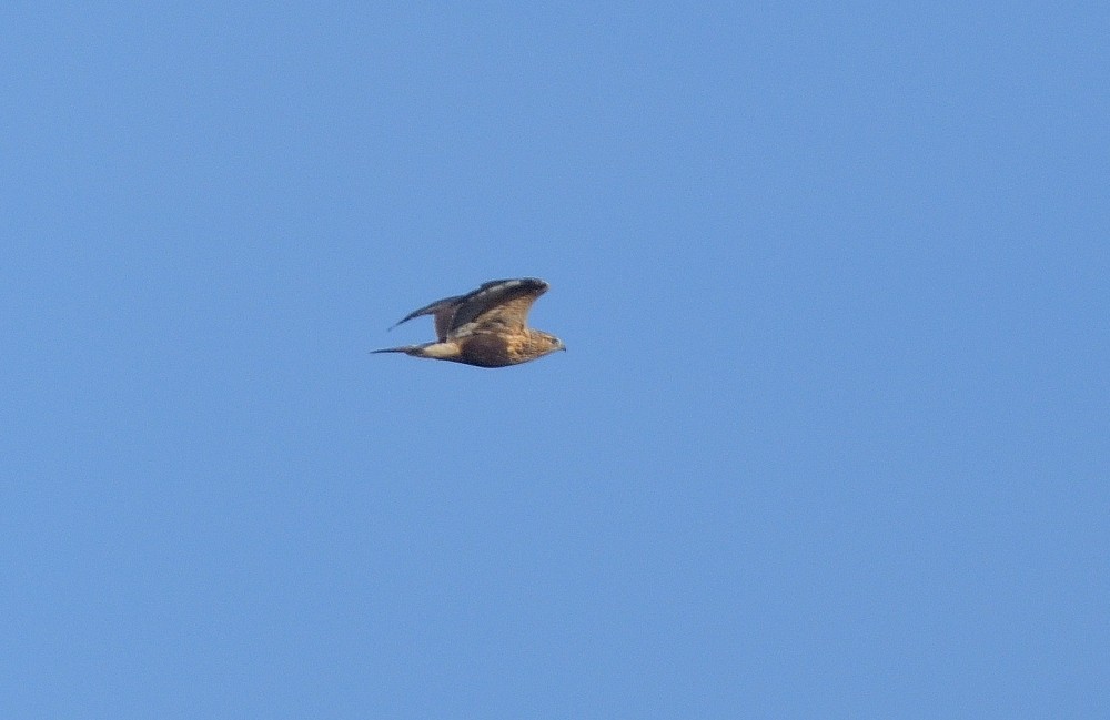 Rough-legged Hawk - Sandra Cote