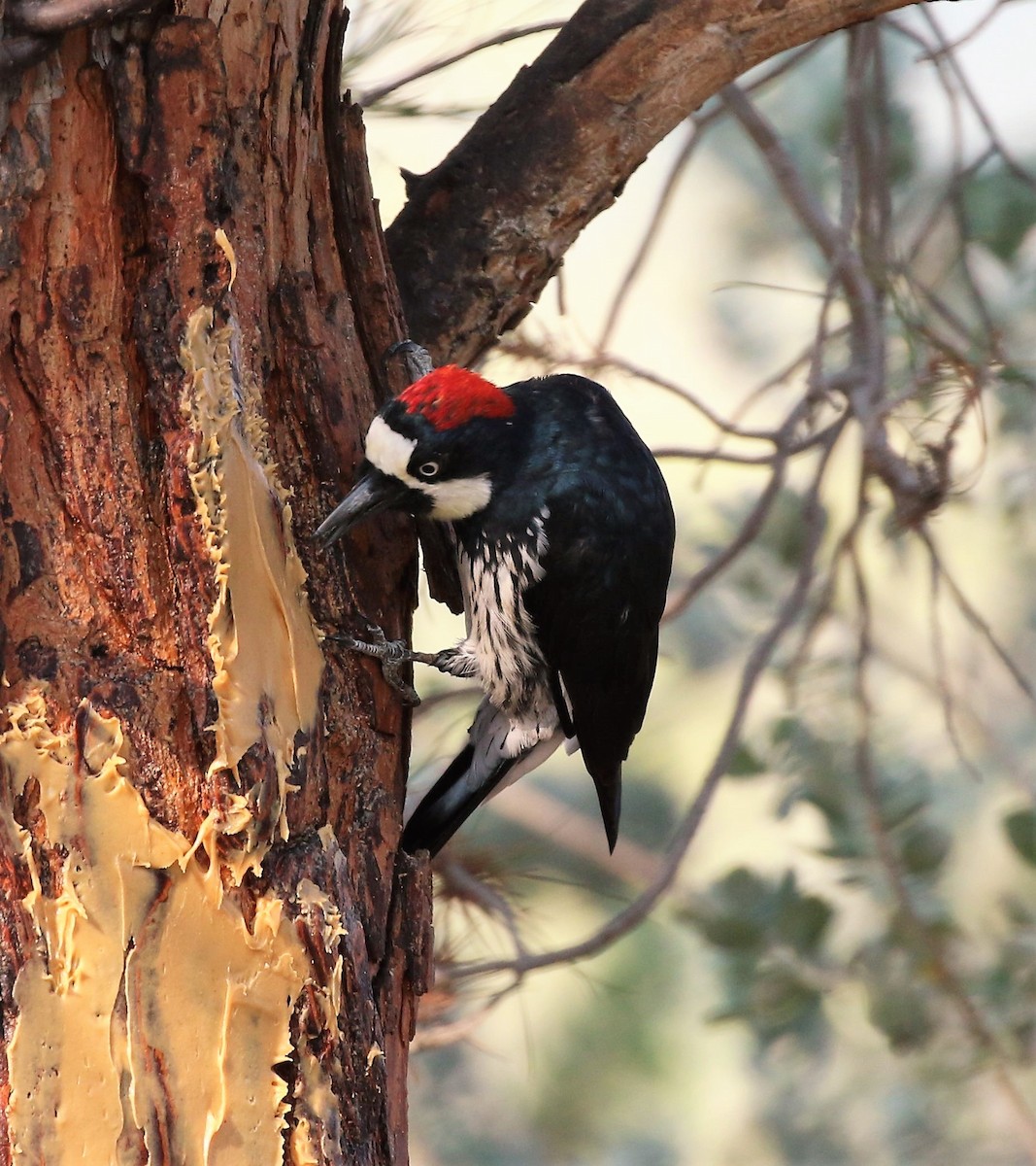 Acorn Woodpecker - ML72216841