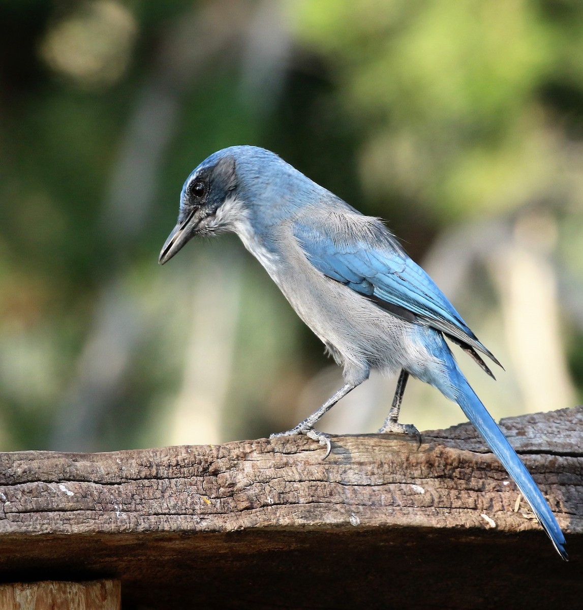 Woodhouse's Scrub-Jay - ML72216871