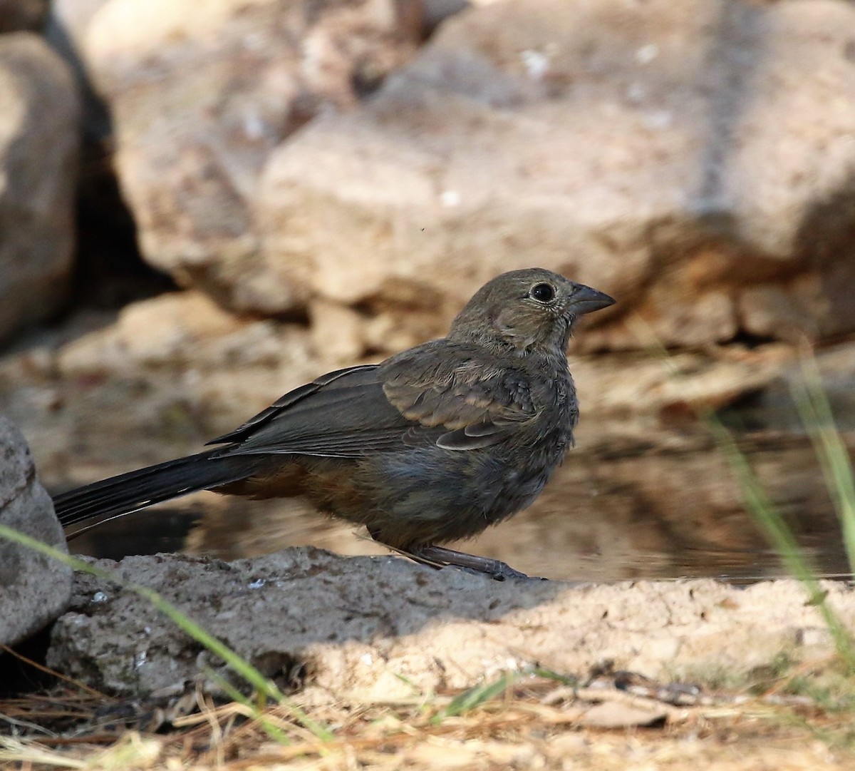 Canyon Towhee - ML72216891