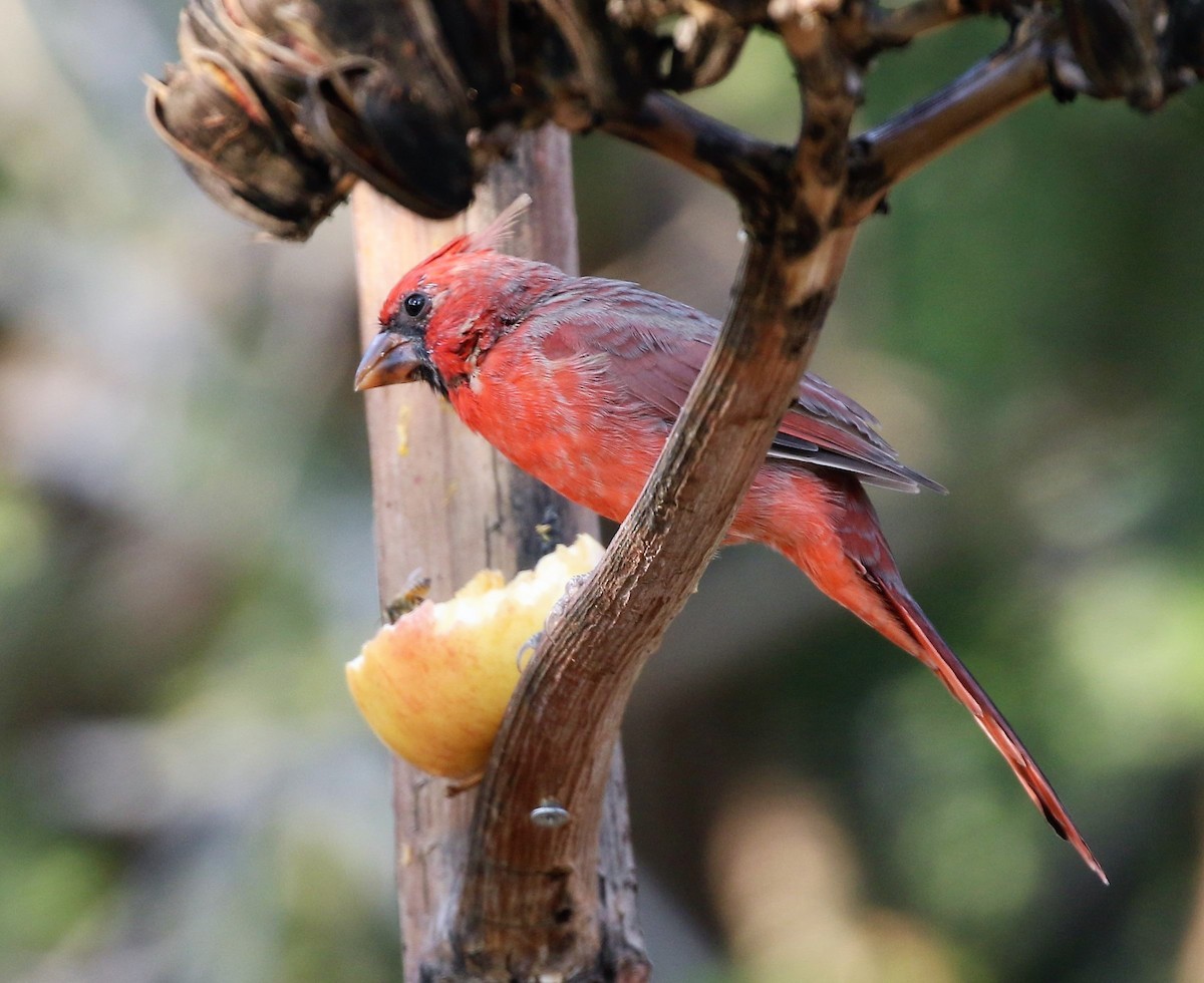 Cardinal rouge - ML72216921