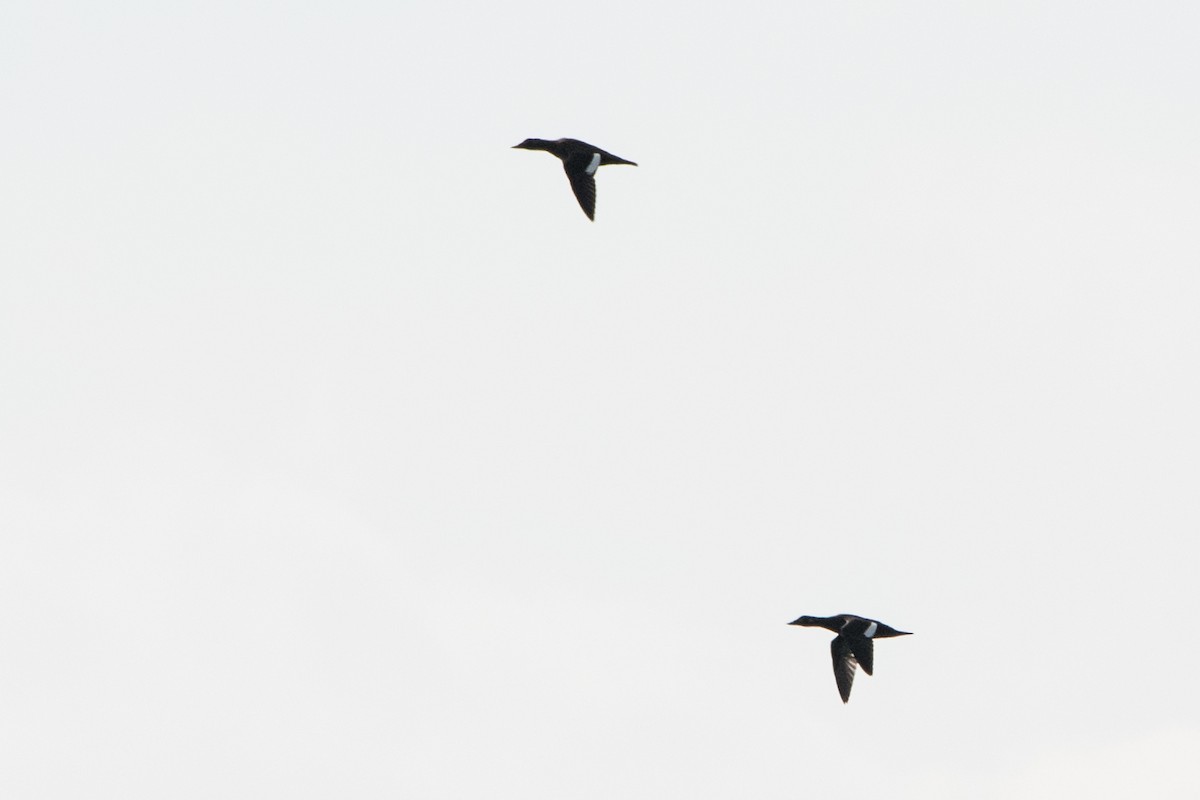 White-winged Scoter - ML72216931