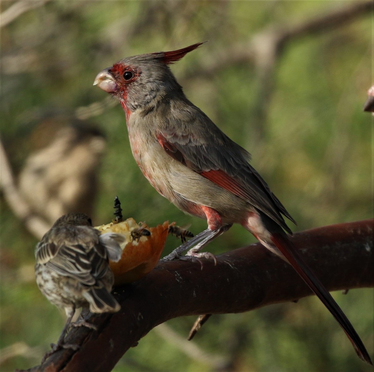 Pyrrhuloxia - ML72217001