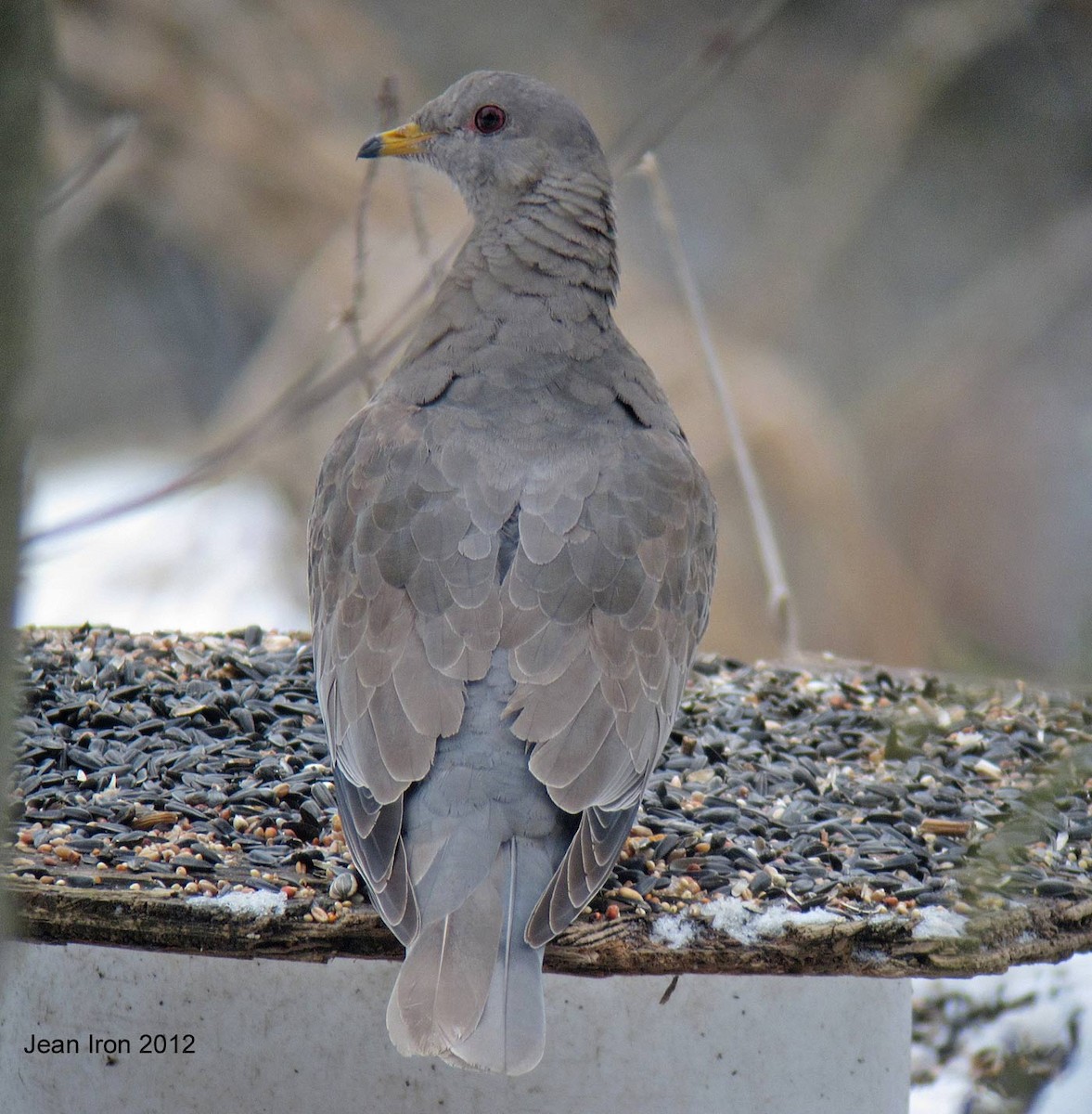 Band-tailed Pigeon - Jean Iron