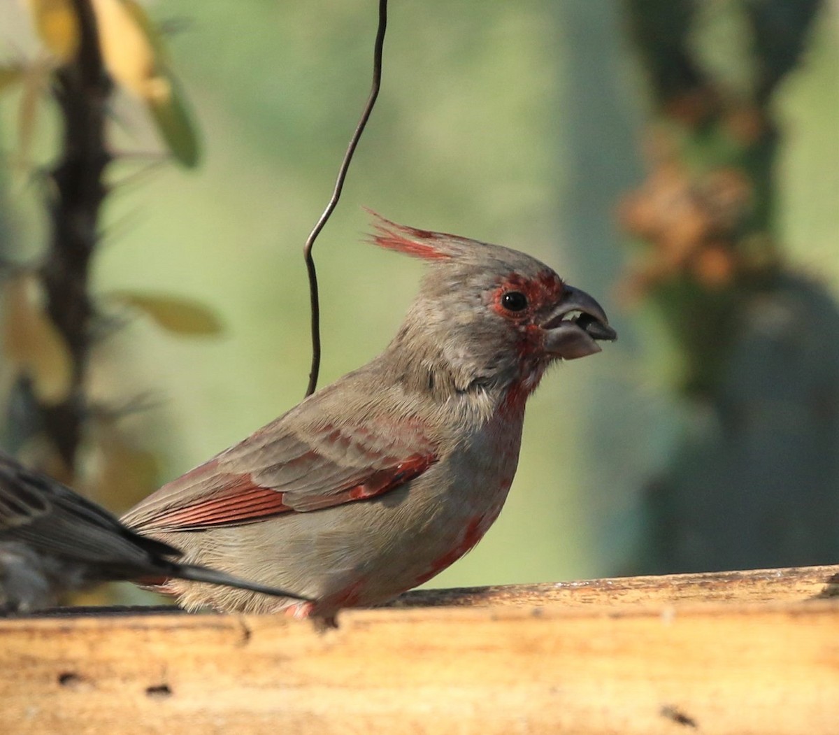 Cardinal pyrrhuloxia - ML72217031