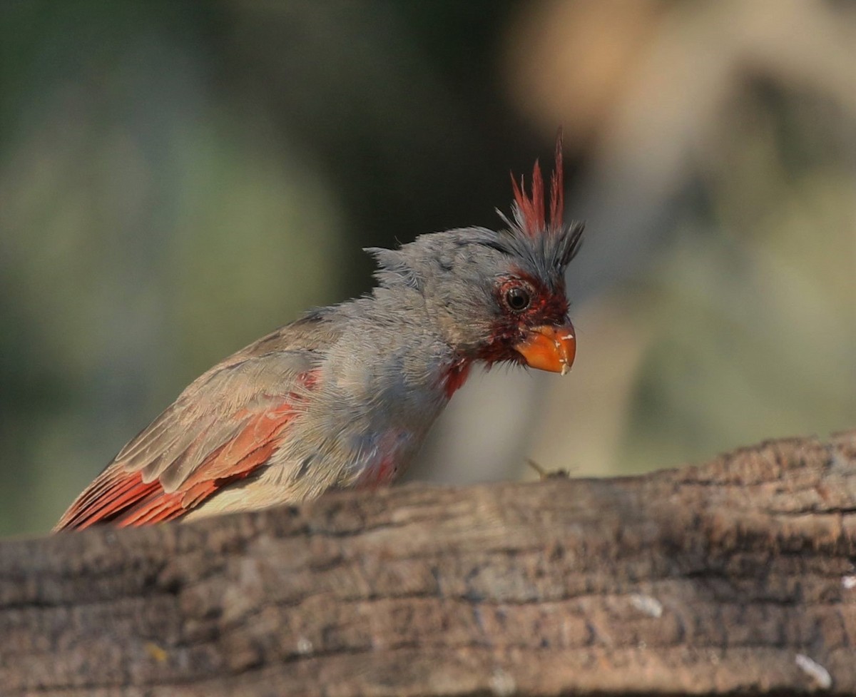 Cardinal pyrrhuloxia - ML72217041