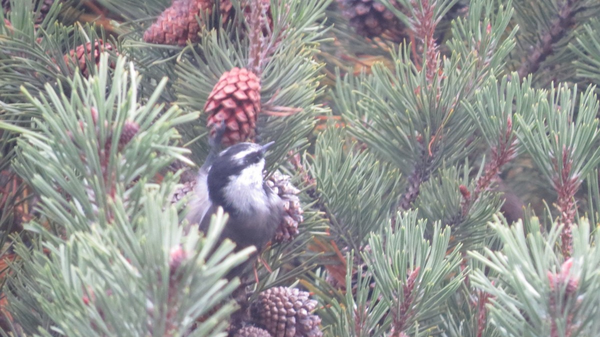 Mountain Chickadee - ML72217321