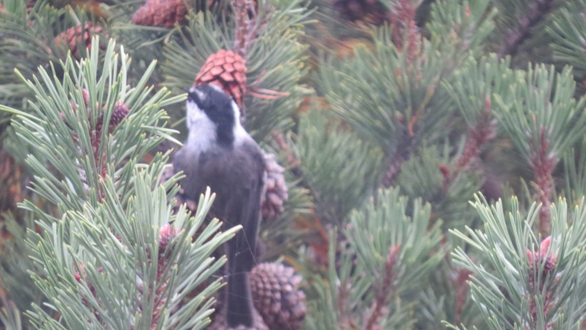 Mountain Chickadee - ML72217331