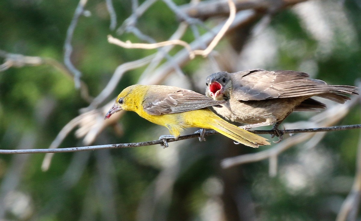 Hooded Oriole - ML72217371