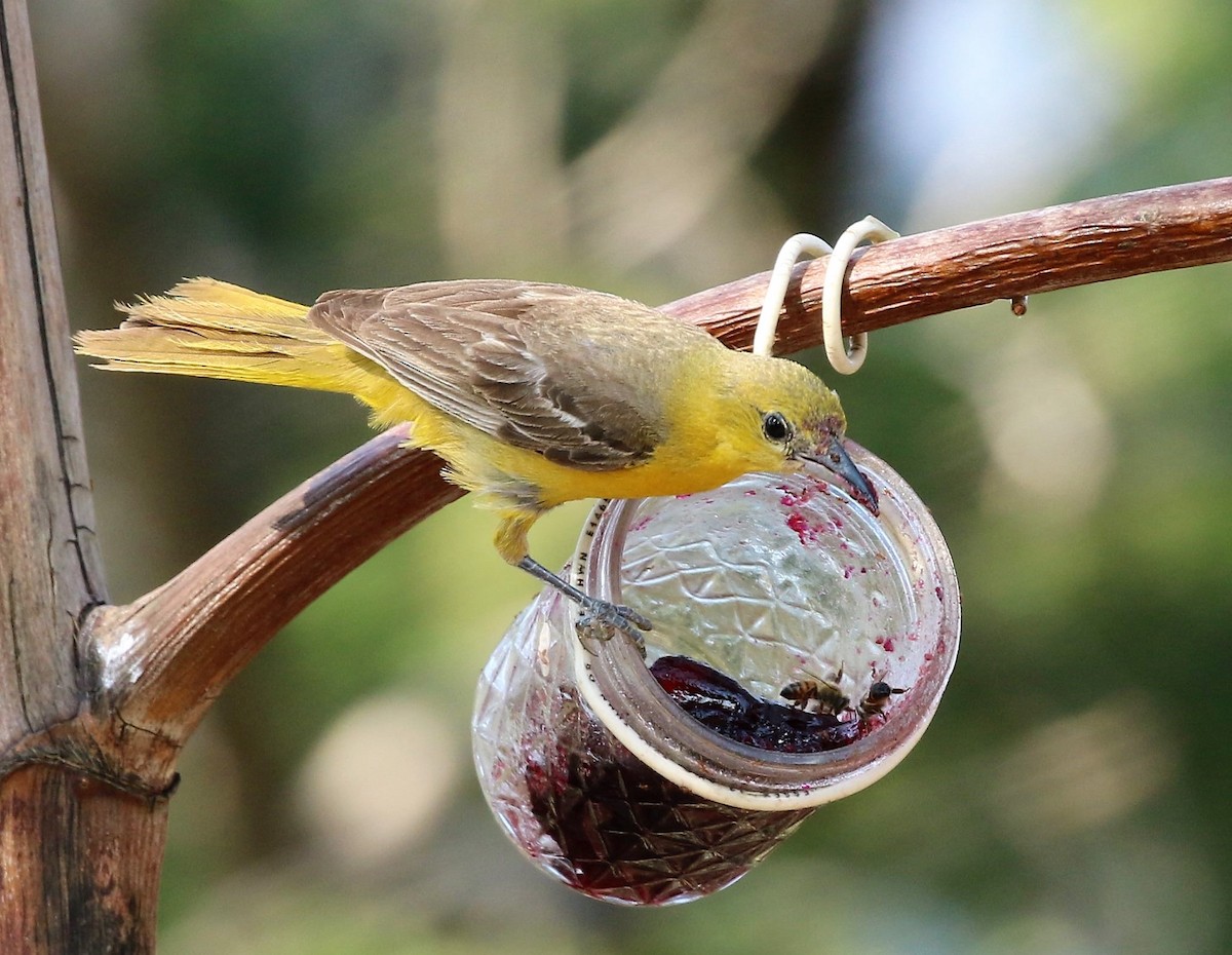 Hooded Oriole - ML72217381