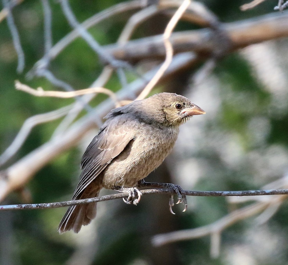 Brown-headed Cowbird - ML72217501