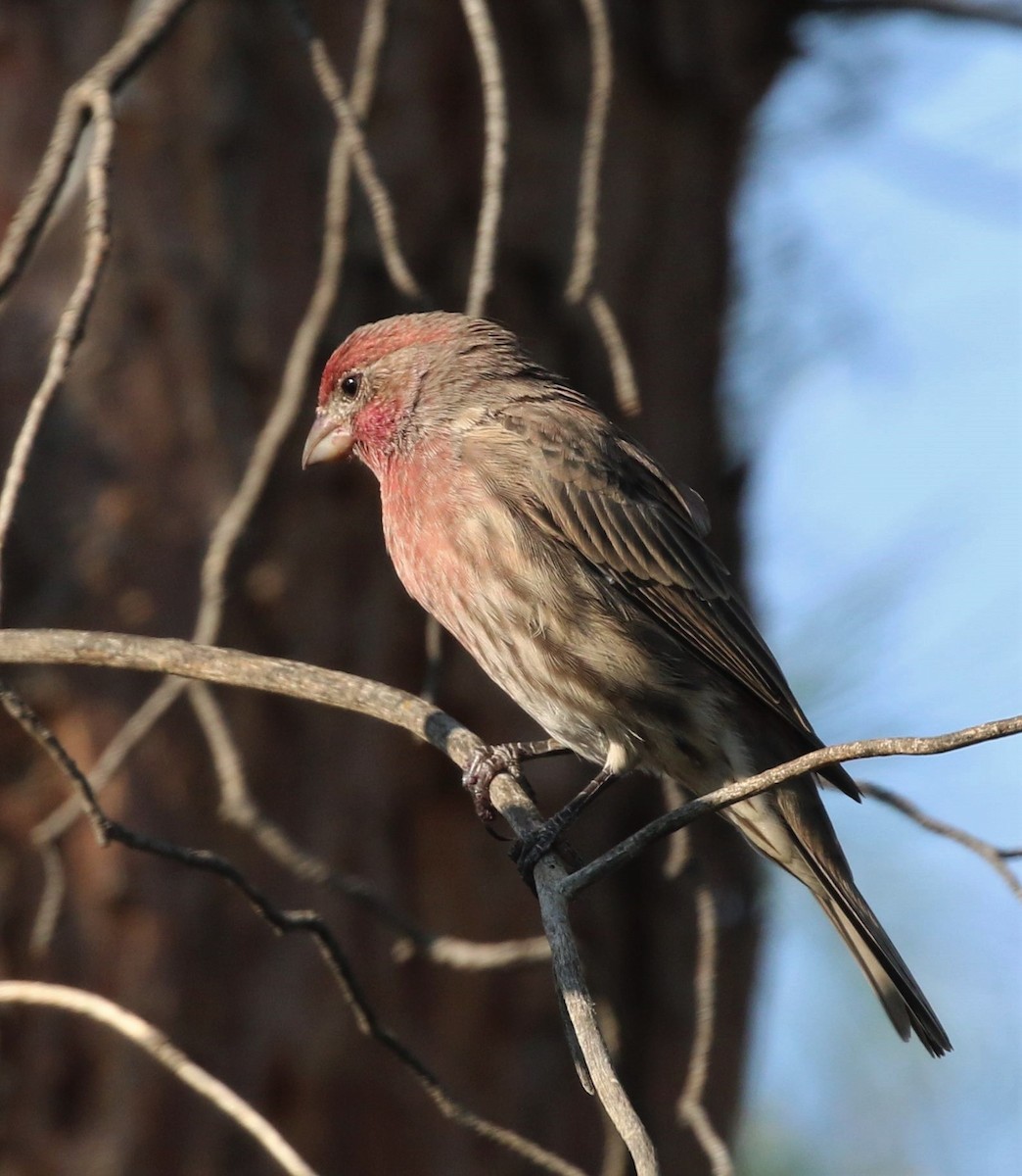 House Finch - ML72217531