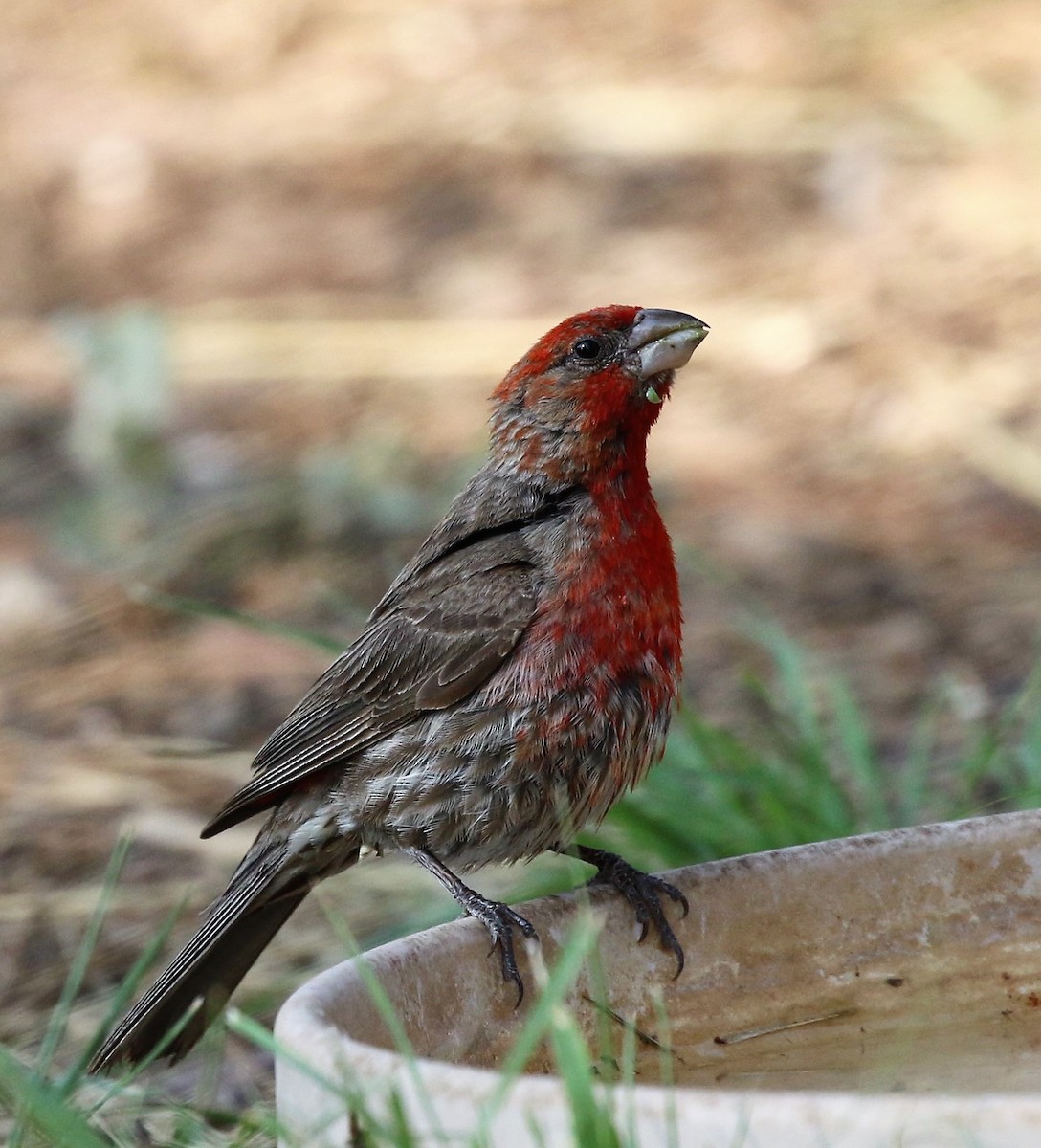 House Finch - ML72217561