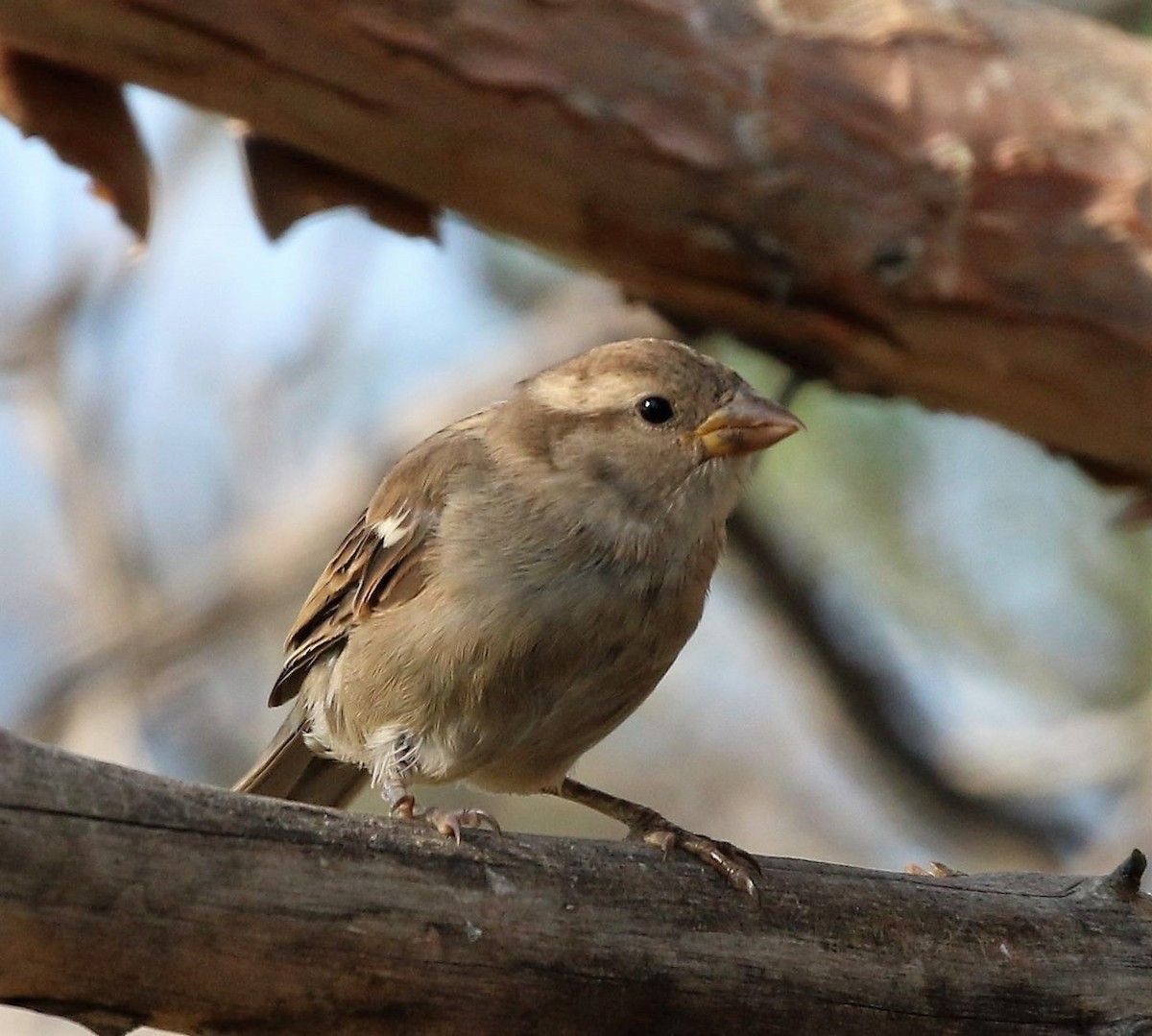 House Sparrow - ML72217611