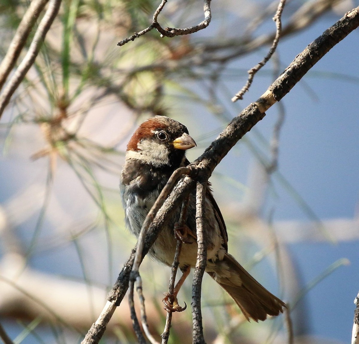 Moineau domestique - ML72217621