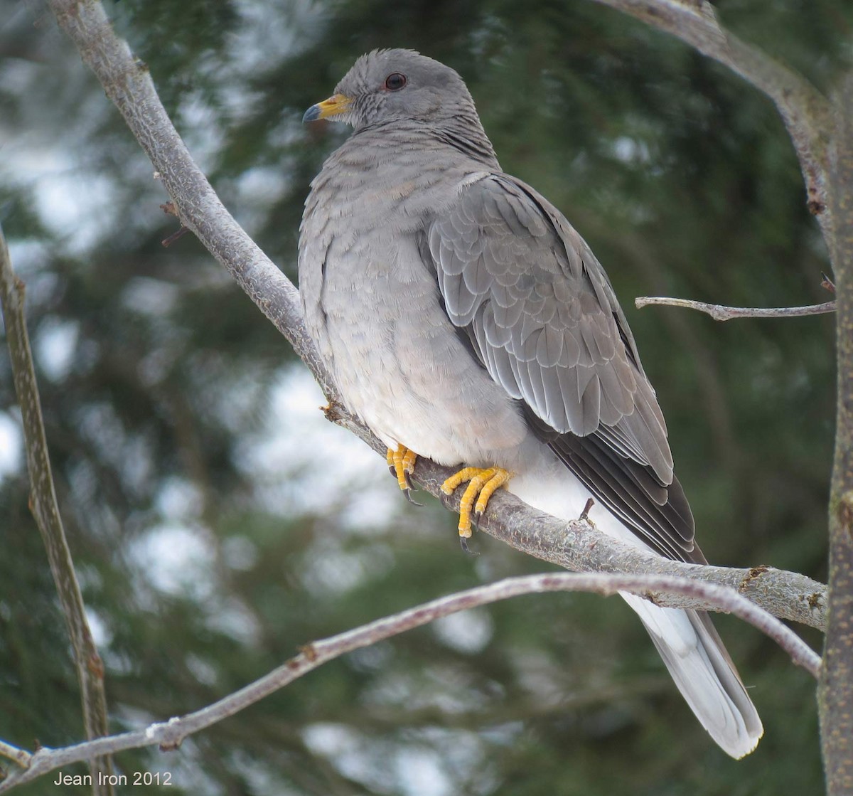 Band-tailed Pigeon - Jean Iron