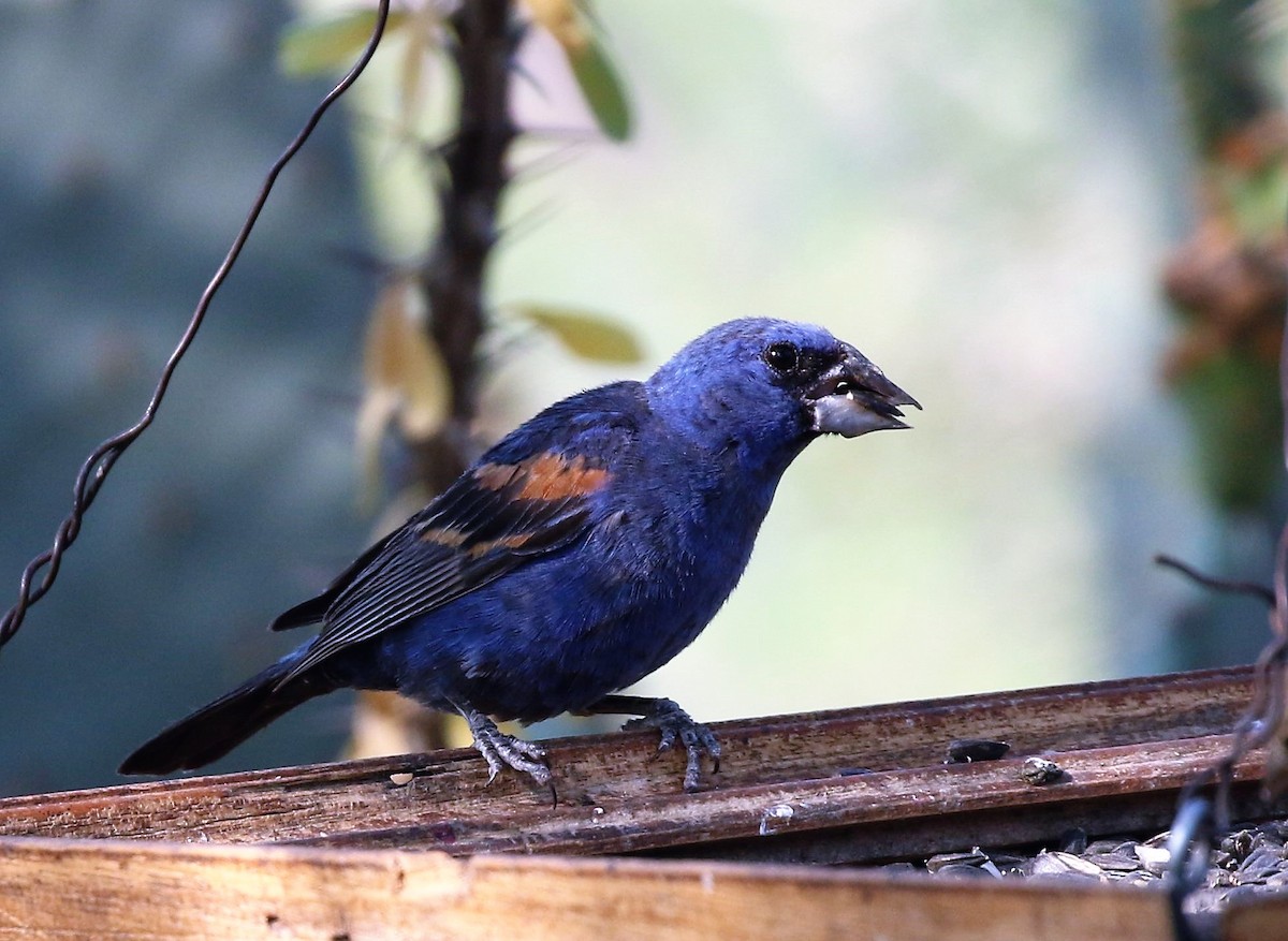 Blue Grosbeak - ML72217831