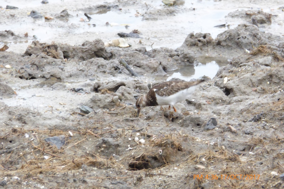 Ruddy Turnstone - ML72219771