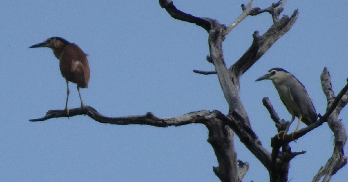 Nankeen Night Heron - ML72219861