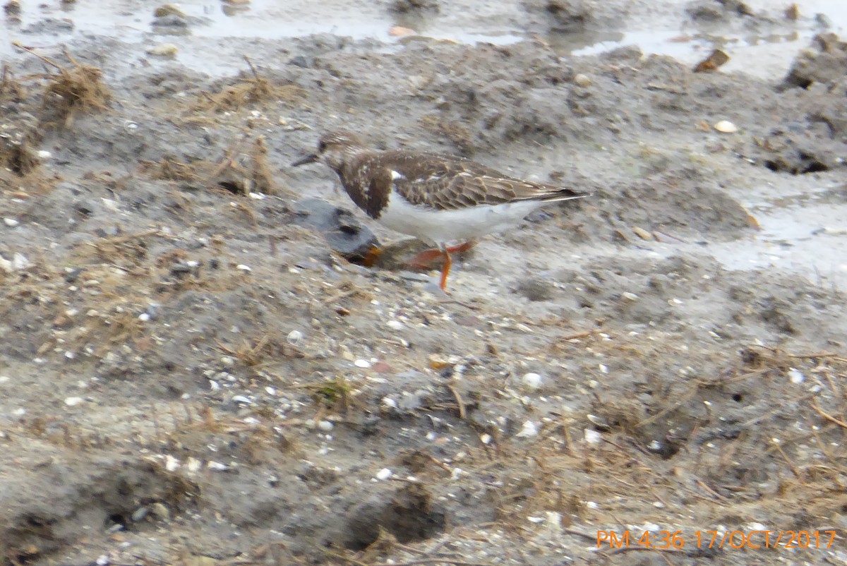 Ruddy Turnstone - Norton Gill