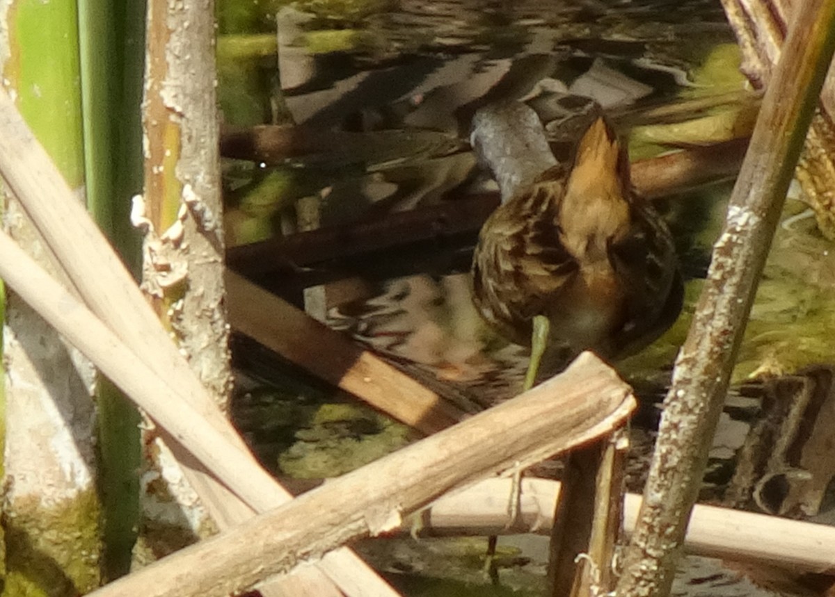 White-browed Crake - ML72220311