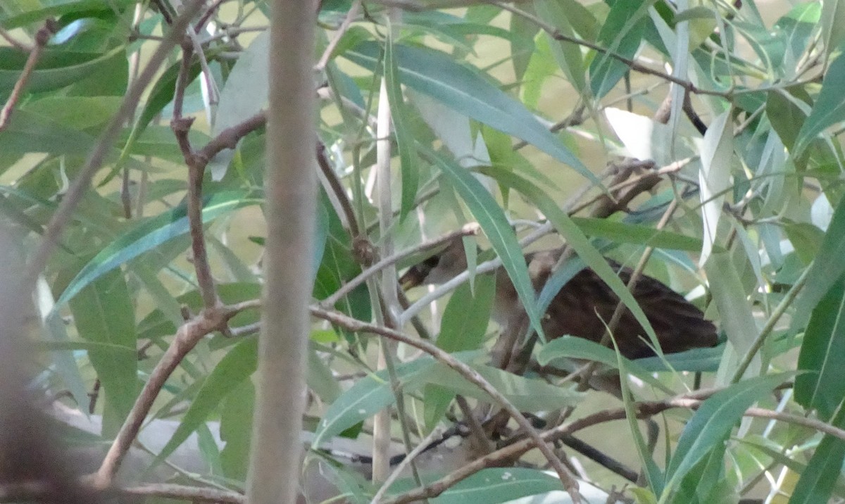 White-browed Crake - ML72220321