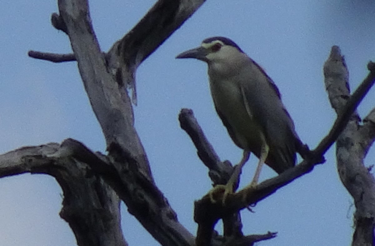 Black-crowned Night Heron - ML72220341