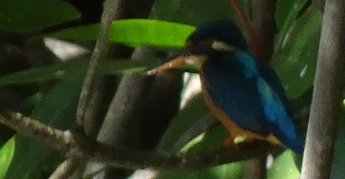 Common Kingfisher - ML72220641