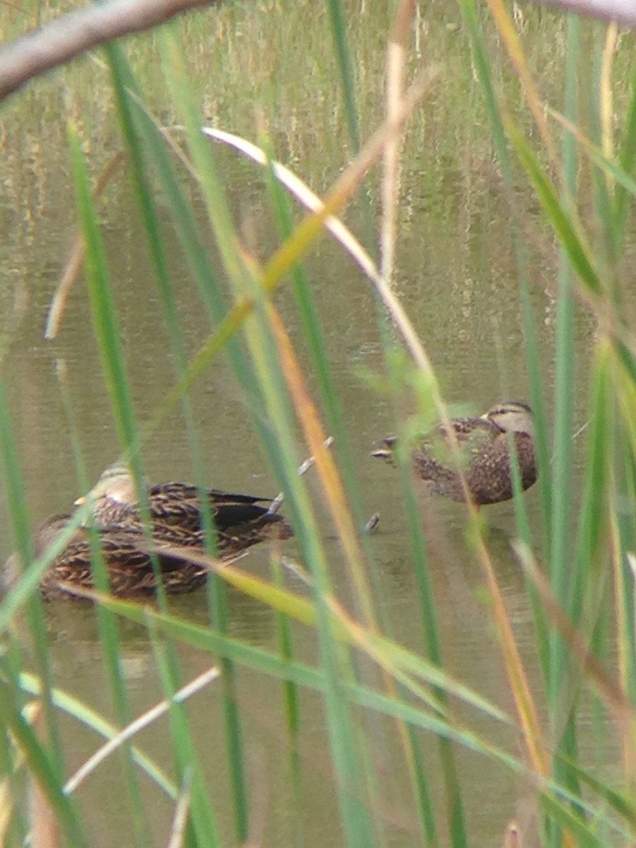 Mexican Duck - ML72221141