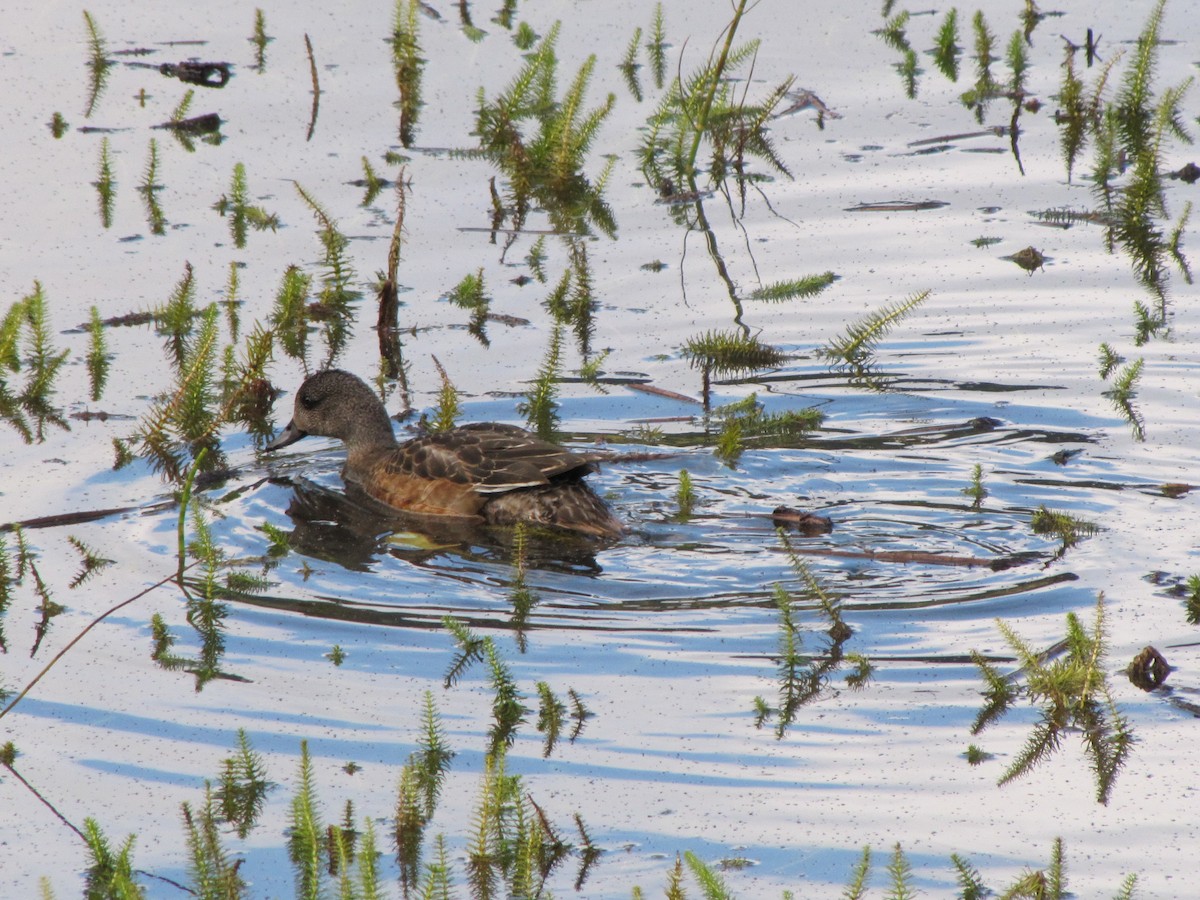 American Wigeon - Barbara Coll