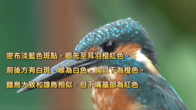 Common Kingfisher - ML722215