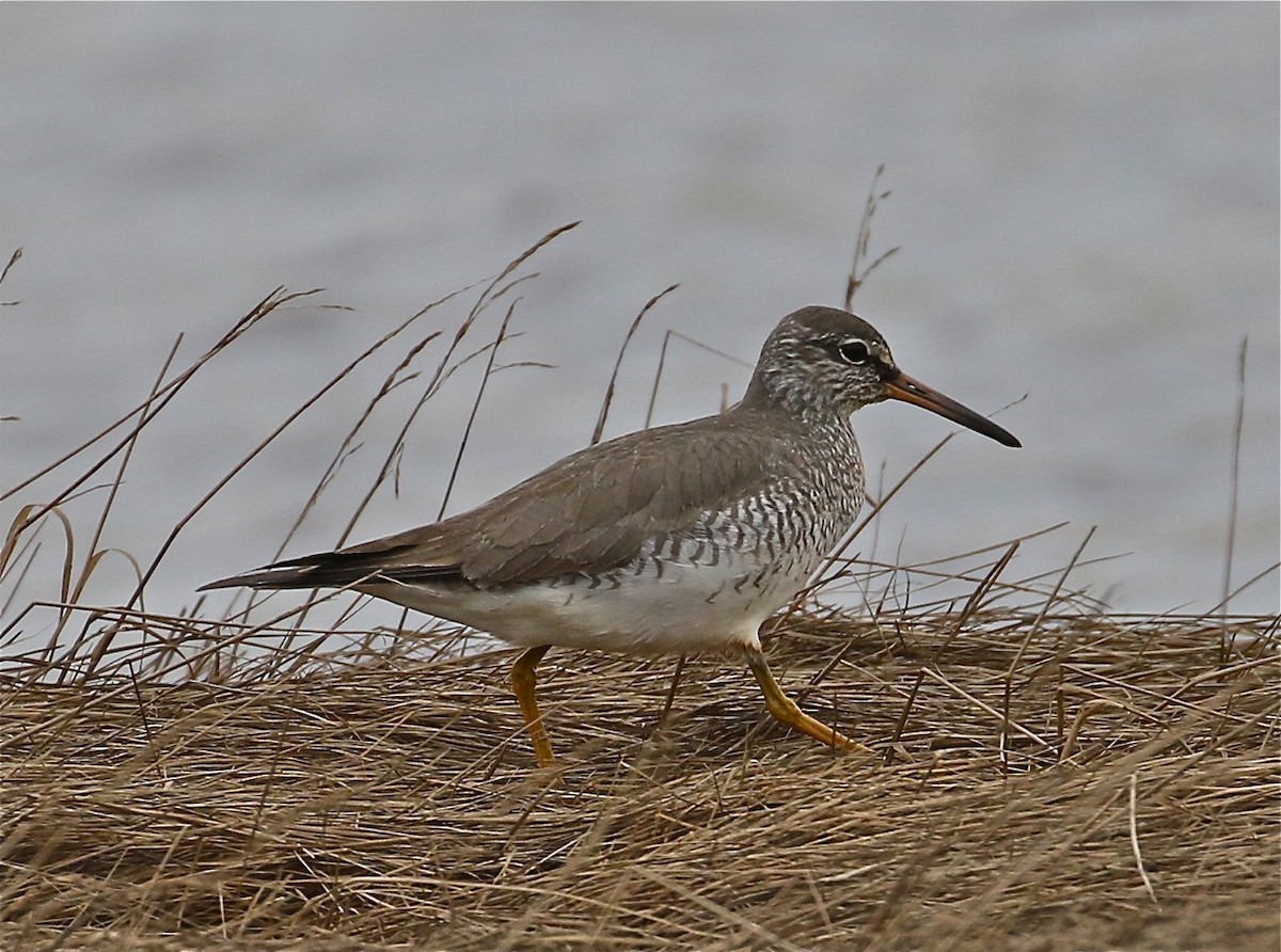 Gray-tailed Tattler - Bill Hill