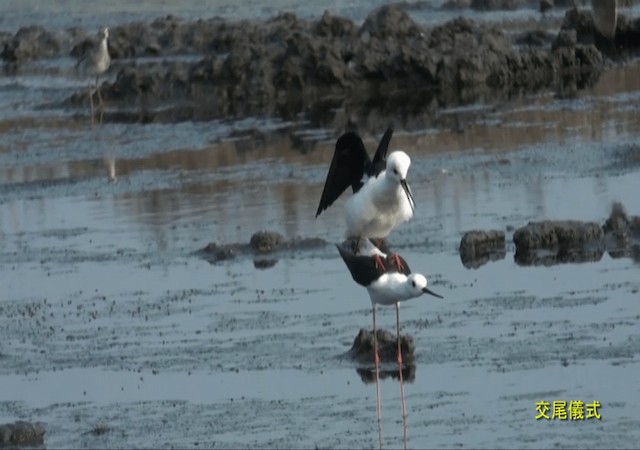 Black-winged Stilt - ML722247