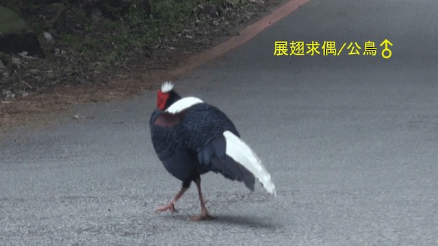 Тайваньский фазан - ML722248